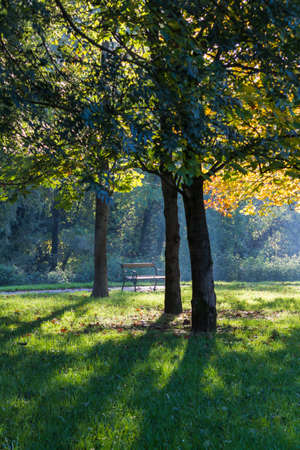 tree in the park in autumnの写真素材