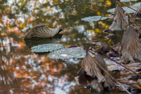 dried waterlily and reflection on lake in autumnの写真素材