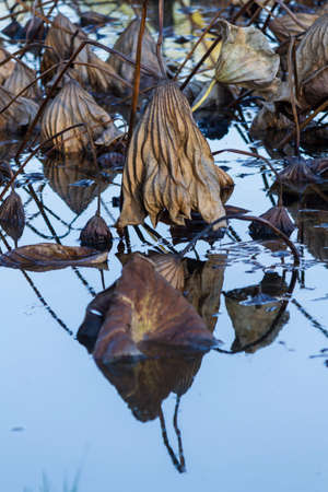 dried waterlily and reflection on lake in autumnの写真素材