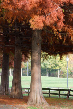 tree in the park in autumnの写真素材