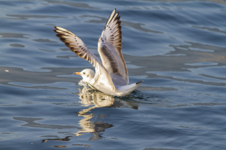 seagull on lakeの写真素材