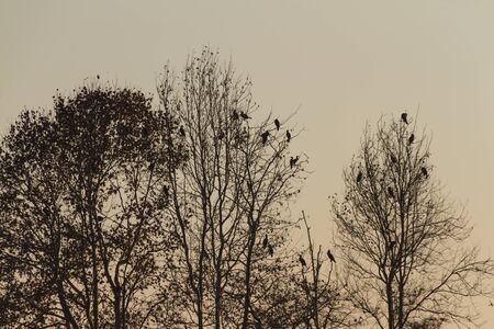 tree in the forest at sunsetの写真素材