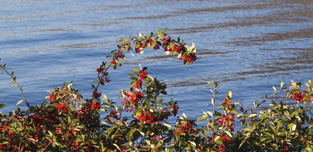 red berries in the gardenの写真素材