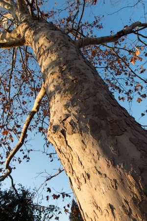 tree in the forest at sunset