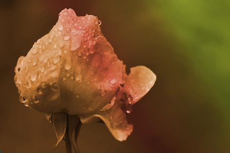 rose after the rain in the gardenの写真素材