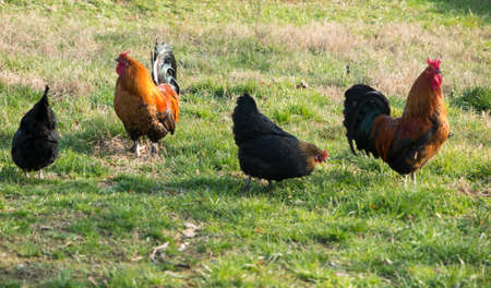 rooster and hen in the farm