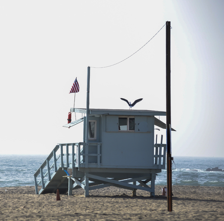 seagull and beachの写真素材