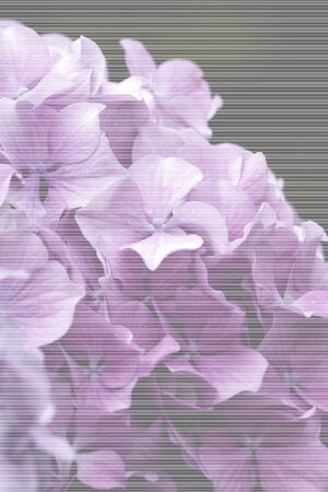hydrangea in the garden