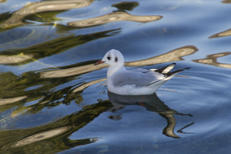 seagull on lake