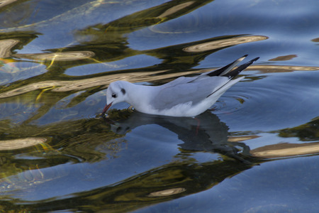 seagull on lakeの写真素材