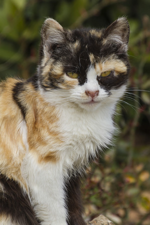 cute cat in the gardenの写真素材