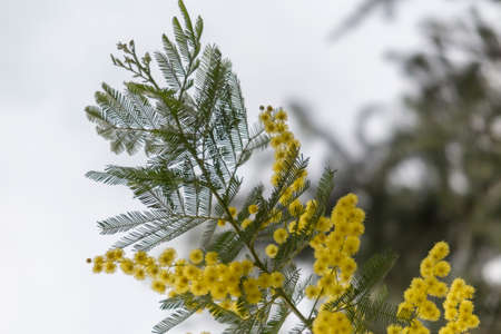 mimosa flower in the gardenの写真素材