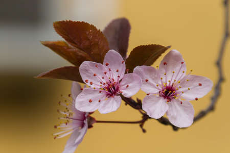 pink flowers on the tree