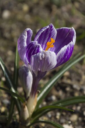 colchicum in the garden