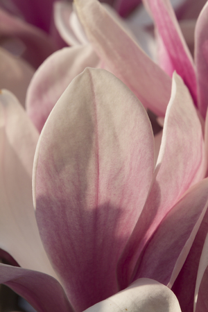 flowering magnoliaの写真素材