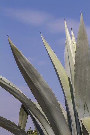 agave plant in the gardenの写真素材