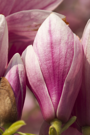 flowering magnolia treeの写真素材