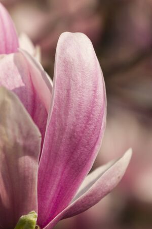 flowering magnolia treeの写真素材