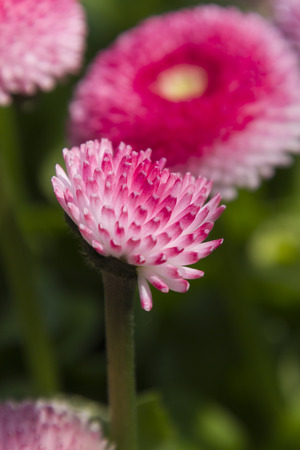 bellis perennis daisy in the gardenの写真素材