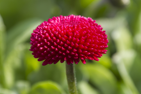 bellis perennis daisy in the gardenの写真素材