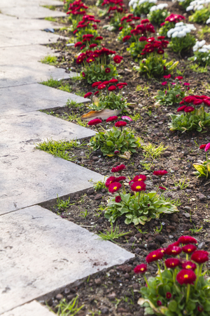 bellis perennis daisy in the gardenの写真素材