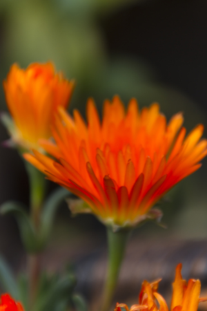 aster flower in the garden