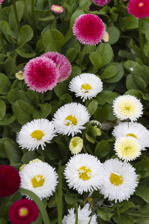 bellis perennis daisy in the gardenの写真素材