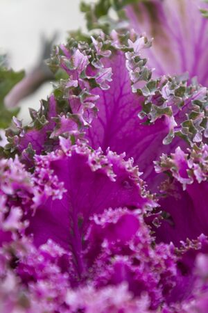 colorful leaves in the gardenの写真素材