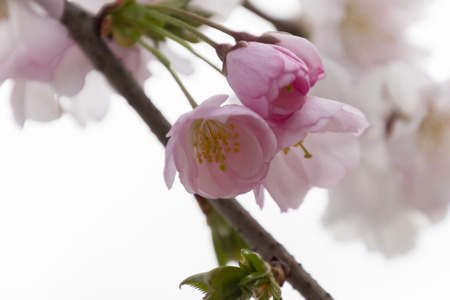 pink flowers on treeの写真素材