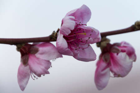 peach blossomの写真素材