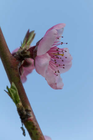 peach blossomの写真素材