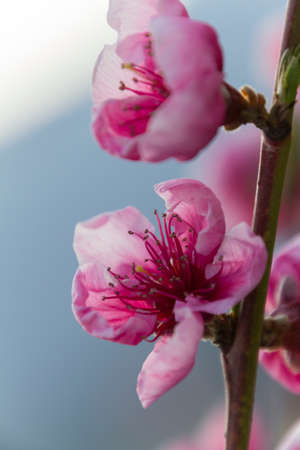 peach blossomの写真素材