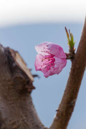 peach blossomの写真素材