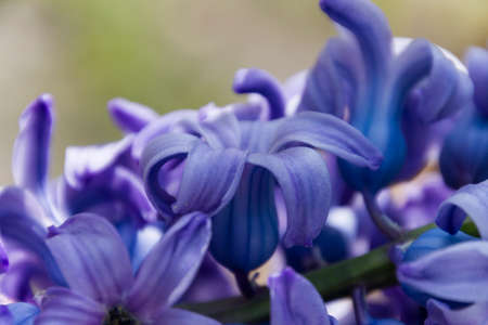 hyacinth flower in the gardenの写真素材