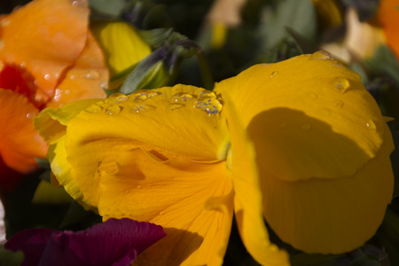 violet wet from the rain in the gardenの写真素材
