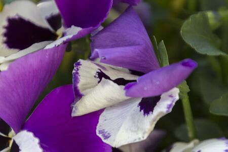 violet wet from the rain in the gardenの写真素材