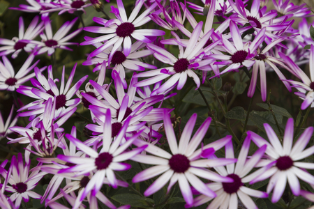 daisies in springの写真素材