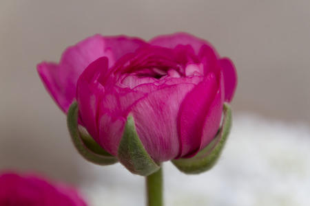 anemone coronaria in the garden