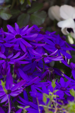 daisies in springの写真素材