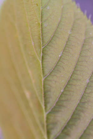 leaves on tree in spring