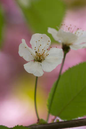 white flower on tree