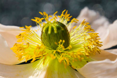 poppy in springの写真素材