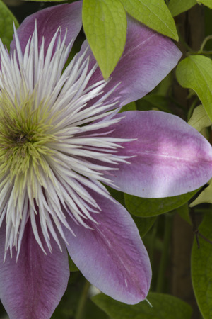 flower in springの写真素材