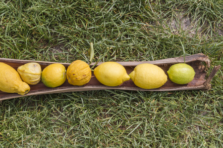 lemon and citrusの写真素材