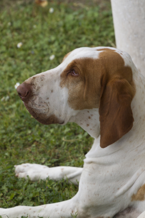 cute beagle dogの写真素材