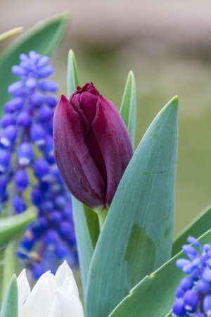tulip in the garden