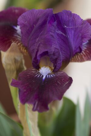 iris gladiolus in the gardenの写真素材