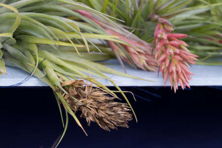 exotic plant in the gardenの写真素材