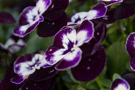 violet in the gardenの写真素材