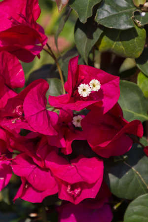 bouganvillea in the garden